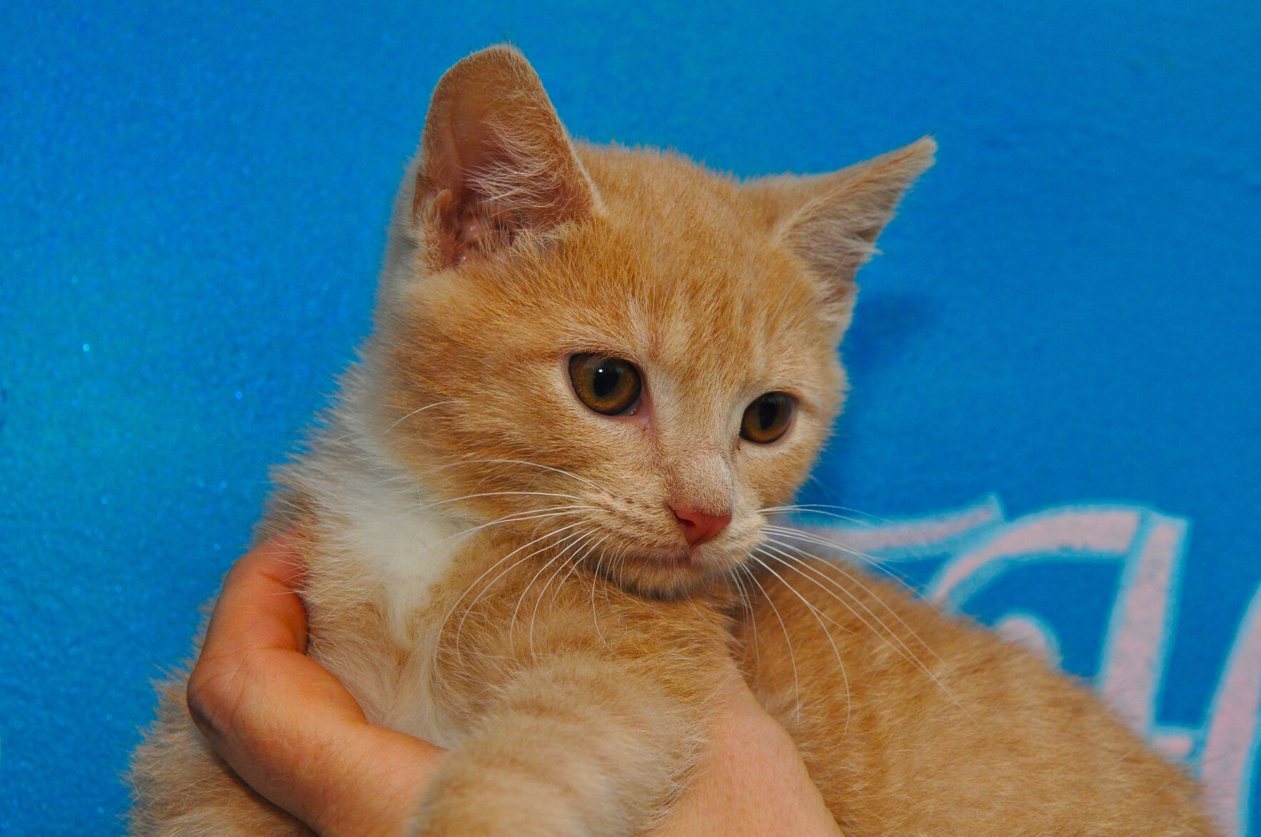 Adopt-a-pet: Jan. 9, 2022